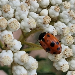 Hippodamia variegata at Goulburn, NSW - 28 Nov 2024