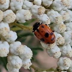 Hippodamia variegata at Goulburn, NSW - 28 Nov 2024