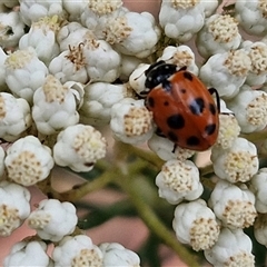 Hippodamia variegata at Goulburn, NSW - 28 Nov 2024