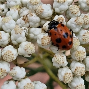 Hippodamia variegata at Goulburn, NSW - 28 Nov 2024