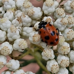 Hippodamia variegata at Goulburn, NSW - 28 Nov 2024