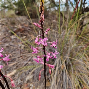 Dipodium roseum (Rosy Hyacinth Orchid) at Bombay, NSW by MatthewFrawley