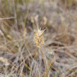 Rytidosperma sp. at Bombay, NSW - 28 Nov 2024