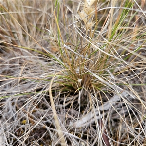 Rytidosperma sp. at Bombay, NSW - 28 Nov 2024