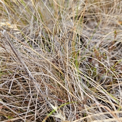 Rytidosperma (genus) at Bombay, NSW - 28 Nov 2024 02:10 PM