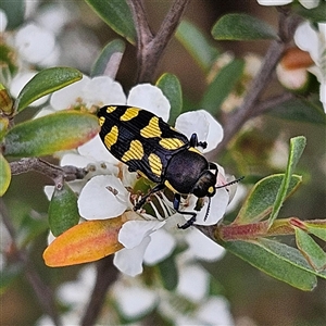 Castiarina octospilota at Bombay, NSW - 28 Nov 2024