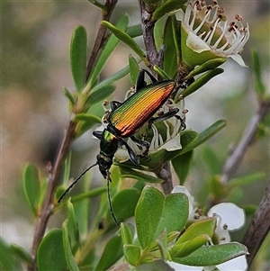 Lepturidea viridis at Bombay, NSW - 28 Nov 2024