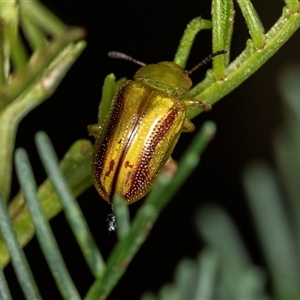 Calomela juncta at Bungonia, NSW - 26 Nov 2024 04:17 PM