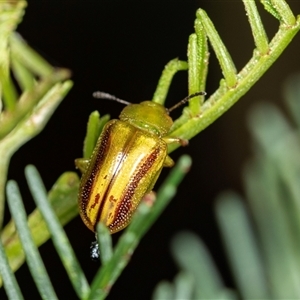 Calomela juncta at Bungonia, NSW - 26 Nov 2024