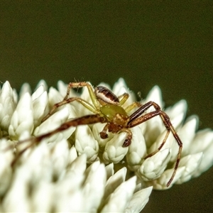 Thomisidae (family) at Bungonia, NSW - 26 Nov 2024 04:20 PM