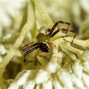 Thomisidae (family) at Bungonia, NSW - 26 Nov 2024 04:20 PM