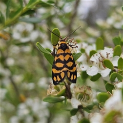 Asura lydia (Lydia Lichen Moth) at Bombay, NSW - 28 Nov 2024 by MatthewFrawley