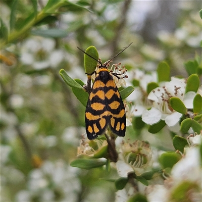 Unidentified Tiger moth (Arctiinae) at Bombay, NSW - 28 Nov 2024 by MatthewFrawley