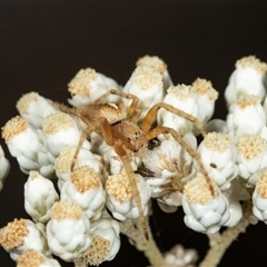 Unidentified Other hunting spider at Bungonia, NSW - 26 Nov 2024 by AlisonMilton