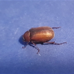 Sericesthis nigrolineata at Yass River, NSW - 27 Nov 2024 09:11 PM