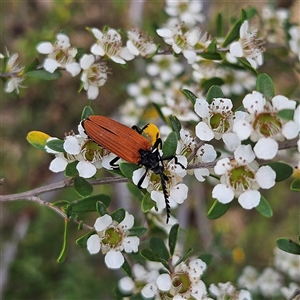 Porrostoma rhipidium at Bombay, NSW - 28 Nov 2024