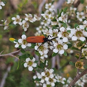 Porrostoma rhipidium at Bombay, NSW - 28 Nov 2024