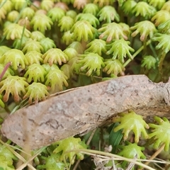 Marchantia polymorpha at Yass River, NSW - 27 Nov 2024 by SenexRugosus