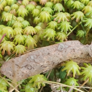 Marchantia sp. (genus) (A Liverwort) at Yass River, NSW by SenexRugosus