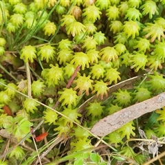 Marchantia sp. (genus) at Yass River, NSW - 27 Nov 2024 04:25 PM