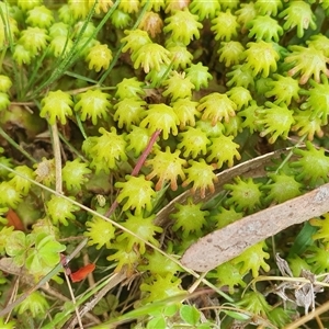 Marchantia sp. (genus) at Yass River, NSW - 27 Nov 2024 04:25 PM