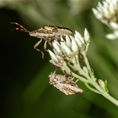 Unidentified Shield, Stink or Jewel Bug (Pentatomoidea) at Bungonia, NSW - 26 Nov 2024 by AlisonMilton