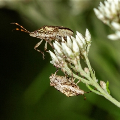 Unidentified Shield, Stink or Jewel Bug (Pentatomoidea) at Bungonia, NSW - 26 Nov 2024 by AlisonMilton