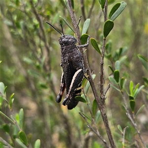 Cirphula pyrrhocnemis at Bombay, NSW by MatthewFrawley