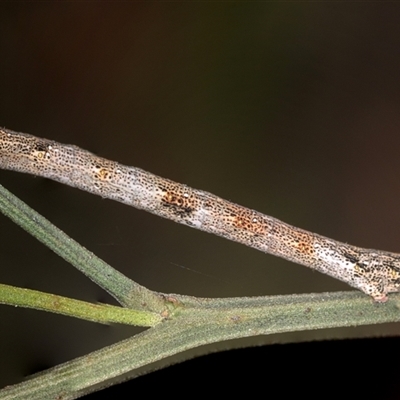 Geometridae (family) IMMATURE at Bungonia, NSW - 26 Nov 2024 by AlisonMilton