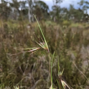 Themeda triandra at Bombay, NSW - 28 Nov 2024