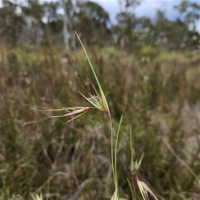 Themeda triandra (Kangaroo Grass) at Bombay, NSW - 28 Nov 2024 by MatthewFrawley