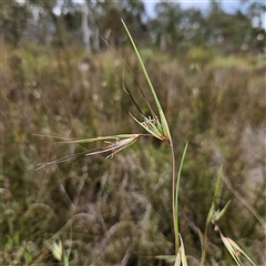 Themeda triandra at Bombay, NSW - 28 Nov 2024