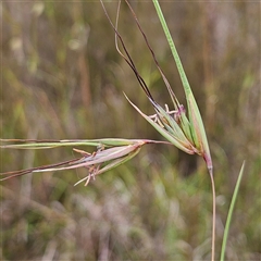 Themeda triandra at Bombay, NSW - 28 Nov 2024