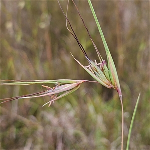 Themeda triandra at Bombay, NSW - 28 Nov 2024