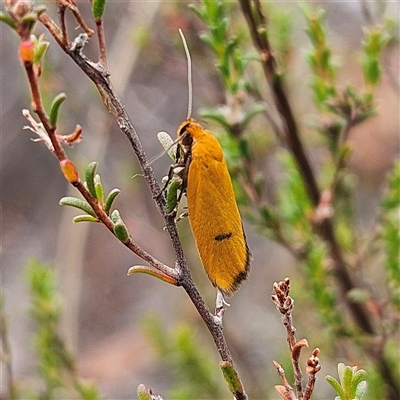 Unidentified Concealer moth (Oecophoridae) at Bombay, NSW - 28 Nov 2024 by MatthewFrawley