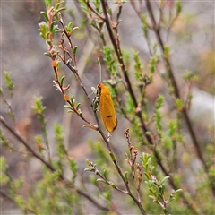 Endeolena aurinatella at Bombay, NSW - 28 Nov 2024