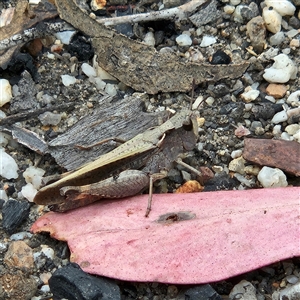 Cryptobothrus chrysophorus at Bombay, NSW - 28 Nov 2024