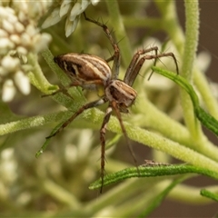 Oxyopes sp. (genus) (Lynx spider) at Bungonia, NSW - 26 Nov 2024 by AlisonMilton