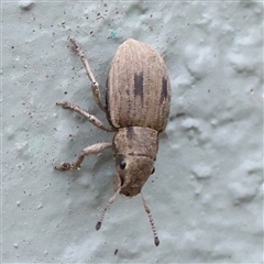 Eurymetopus birabeni (Weevil) at O'Connor, ACT - 28 Nov 2024 by ConBoekel