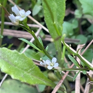 Cardamine hirsuta at Rendezvous Creek, ACT - 27 Nov 2024 03:25 PM