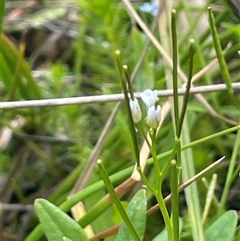 Cardamine hirsuta at Rendezvous Creek, ACT - 27 Nov 2024