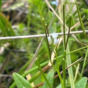 Cardamine hirsuta at Rendezvous Creek, ACT - 27 Nov 2024