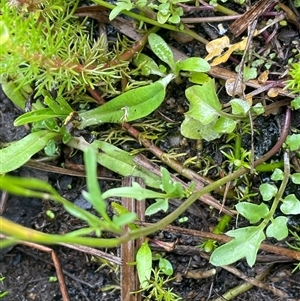 Cardamine hirsuta at Rendezvous Creek, ACT - 27 Nov 2024