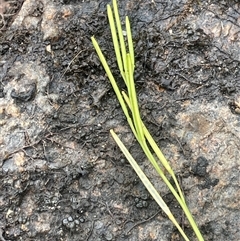 Cardamine hirsuta at Rendezvous Creek, ACT - 27 Nov 2024