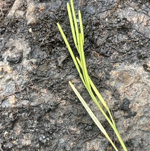 Cardamine hirsuta at Rendezvous Creek, ACT - 27 Nov 2024