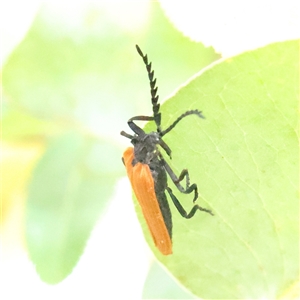 Porrostoma rhipidium (Long-nosed Lycid (Net-winged) beetle) at O'Connor, ACT by ConBoekel