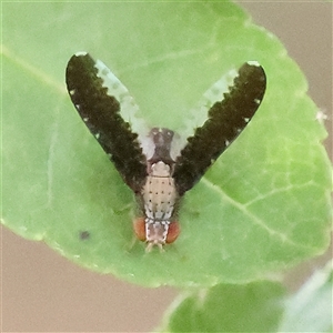 Trypetisoma digitatum (A lauxaniid fly) at O'Connor, ACT by ConBoekel