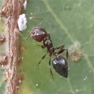 Crematogaster sp. (genus) at O'Connor, ACT - 28 Nov 2024