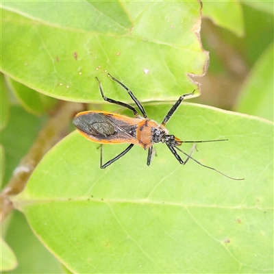 Unidentified True bug (Hemiptera, Heteroptera) at O'Connor, ACT - 28 Nov 2024 by ConBoekel