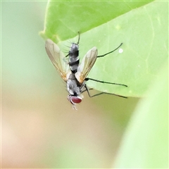 Sumpigaster sp. (genus) (A bristle fly) at O'Connor, ACT - 28 Nov 2024 by ConBoekel